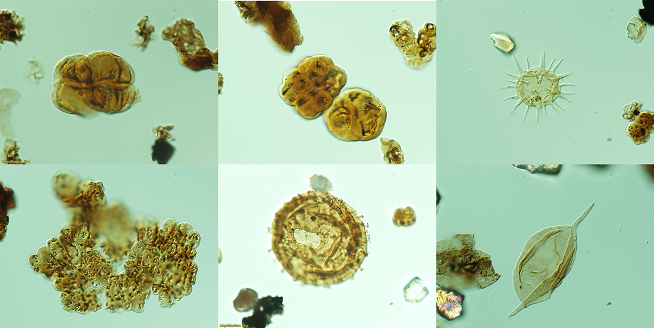  microfossils recovered from core in Barnicarndy 1