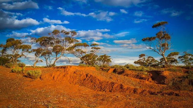 Outback landscape with trees in the distance